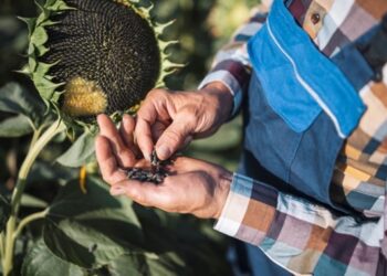 Ціни на соняшник оновили трирічний максимум