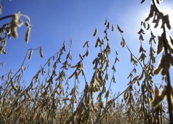 Україна зібрала рекордний врожай сої