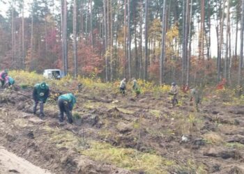 Кролевецький лісгосп приступив до осінньої посадки лісу