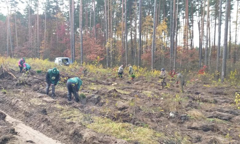 Кролевецький лісгосп приступив до осінньої посадки лісу