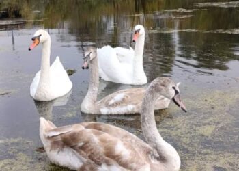 На Козацькій Пристані небайдужі роменці врятували лебедя