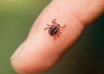 На Охтирщині зафіксували хворобу Лайма