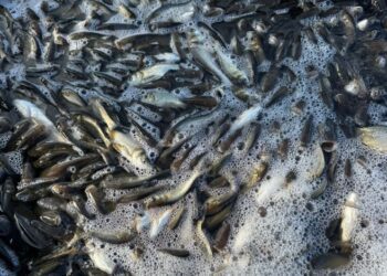 На Охтирщині зарибили водосховище