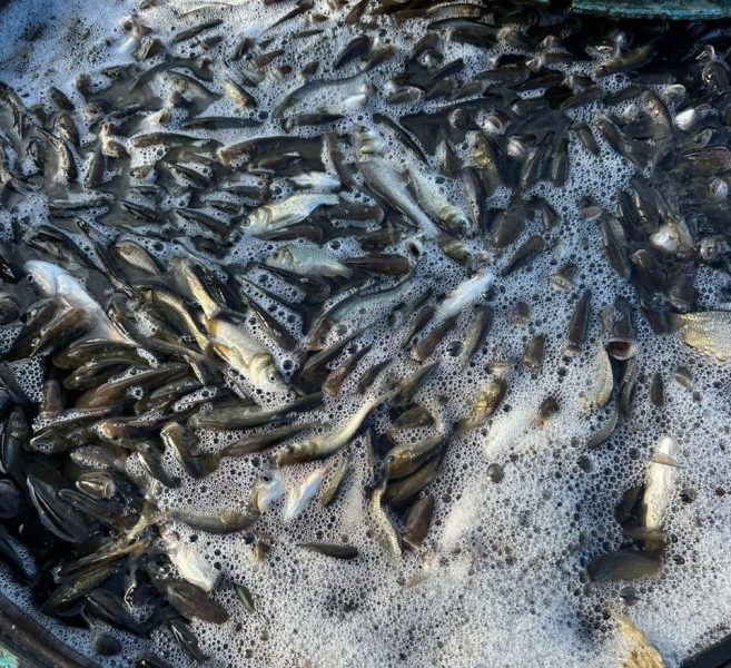 На Охтирщині зарибили водосховище