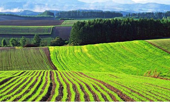 На Шосткинщині повернули 1077 гектарів лісу у спільну власність територіальних громад