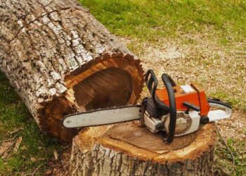 На Сумщині лісничого підозрюють у незаконній вирубці на 762 тис. грн