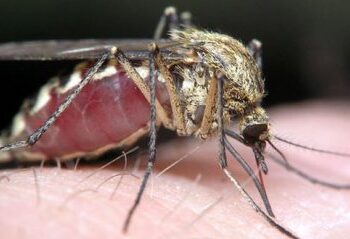 На Сумщині – випадок дирофіляріозу: з пацієнта витягнули черв’яка довжиною 11,8 см