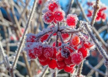 Наприкінці тижня очікуються заморозки