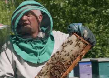 Песіонер з с. Чапліївка на Шосткинщині отримав фінансову допомогу на розвиток власної пасіки (+ відео)