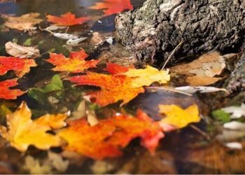 Початок тижня на Сумщині буде прохолодним і дощовим