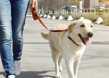 У Сумах проведуть дні прилаштувань у притулку для тварин