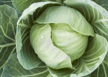 В Україні стрімко дешевшає капуста: скільки зараз коштує кілограм