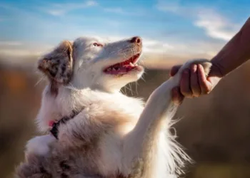 Зміцнює як фізичне, так і психічне здоров’я: австралійські вчені проаналізували вплив володіння собакою для людини