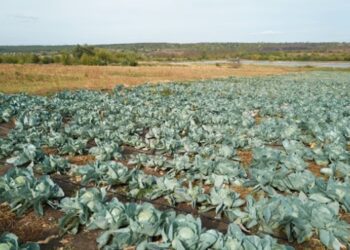 Відсутність овочесховищ призводить до втрати 60% овочів в Україні