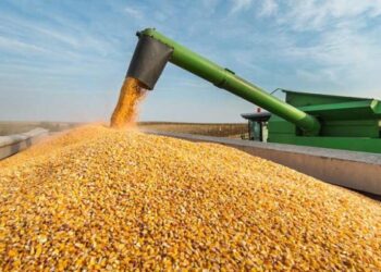 Аграрії Шосткинської громади завершили збір урожаю 2024 року + Відео