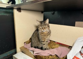 Котів з Сум зняли для благодійного “Пухнастого календаря”