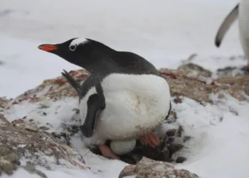 Біля антарктичної станції “Академік Вернадський” знайшли перше яйце пінгвіна у цьому році – науковці очікують на пташенят