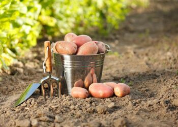 Ціни на картоплю в Україні більше не “штормить”: експерт пояснив, що сталося