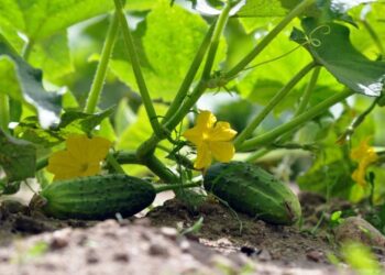 Ціни на огірки летять у космос: скільки коштує кілограм овоча в Україні