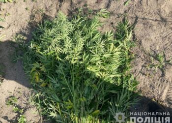Мешканець Шостки вирощував на своєму городі майже 100 кущів наркорослин