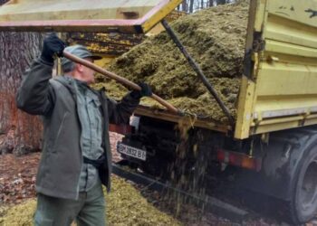 На Конотопщині підгодовують червонокнижних зубрів