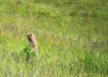 На Сумщині створено першу в Україні охоронну зону для збереження степового бабака