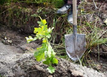 У Кролевецькому лісгоспі завершили осінню посадку лісу