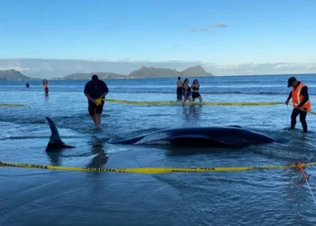 У Новій Зеландії врятували понад 30 китів, які викинулися на берег