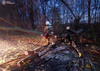 У Шосткинському районі на дорогу впало дерево: постраждалих немає. Наслідки ліквідували рятувальники ДСНС