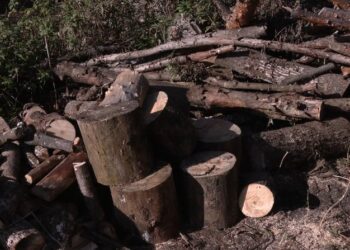 Українцям загрожує штраф або тюрма за зберігання дров без документів