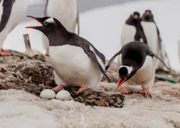 Українські полярники розповіли, скільки пінгвінів біля станції “Академік Вернадський”