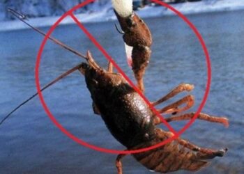 З 1 грудня на Сумщині розпочинається заборона на вилов раків