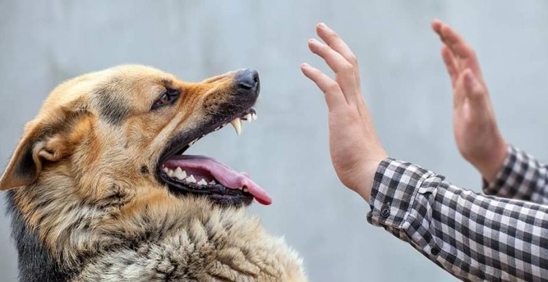 З початку року на Сумщині зафіксували 9 випадків захворювання на сказ, 5 з них – в Охтирському районі