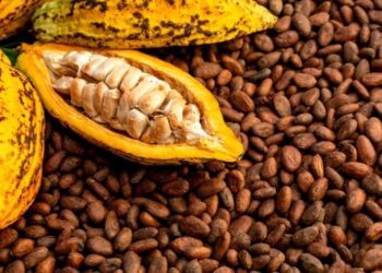 Ціни на какао-боби встановили рекордний максимум