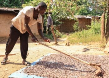 Ціни на какао підскочили до максимуму за півроку