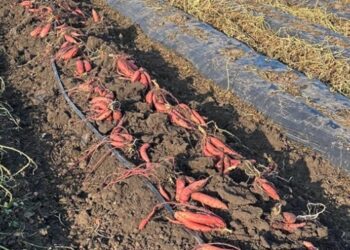 На Одещині зібрали перший промисловий врожай батату