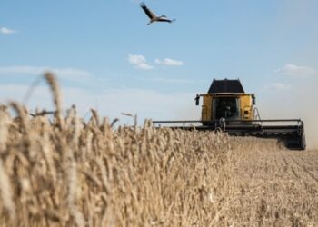 Польща забракувала майже 22 тонни пшениці з України