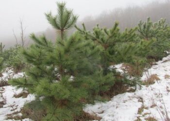 Де на Охтирщині можна придбати легальну живу ялинку