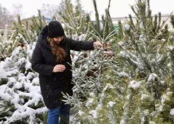 Де у Кролевці придбати новорічне деревце?