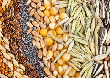 Фермери Сумщини можуть отримати насіння та добрива для весняної посівної