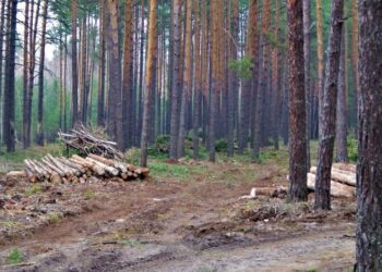 Як отримати безкоштовні дрова населенню прикордоння Сумщини