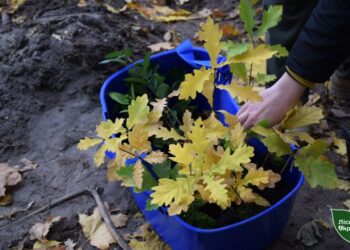 Кролевецький агролісгосп приєднався до акції «Мільйон дерев пам’яті»