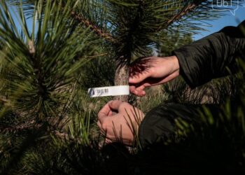 Кролевецький лісгосп реалізовує новорічні деревця