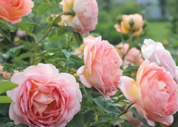 саженцы роз