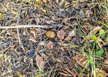 На Сумщині піротехніки ДСНС виявили та знищили 4 вибухонебезпечних предмети