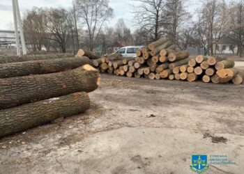 Оборудки з деревиною зі збитками на понад 11 млн грн – судитимуть екскерівника «Сумиоблагроліс» та директорів 7 дочірніх підприємств