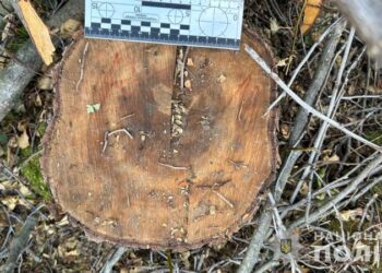 Охтирчанин незаконно вирубав 46 дерев вільхи у Національному парку