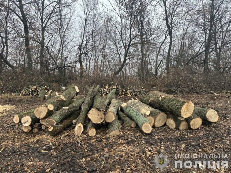 У Конотопі поліцейські задокументували факт незаконної вирубки дерев