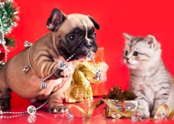 У Сумах під Новий рік проведуть День прилаштувань собак із притулку