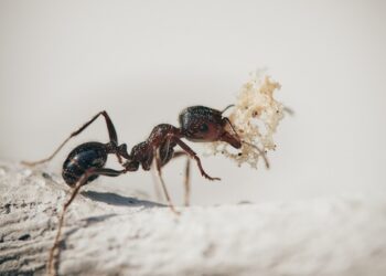 Мурахи пам’ятають образи: як досвід впливає на їхню агресію